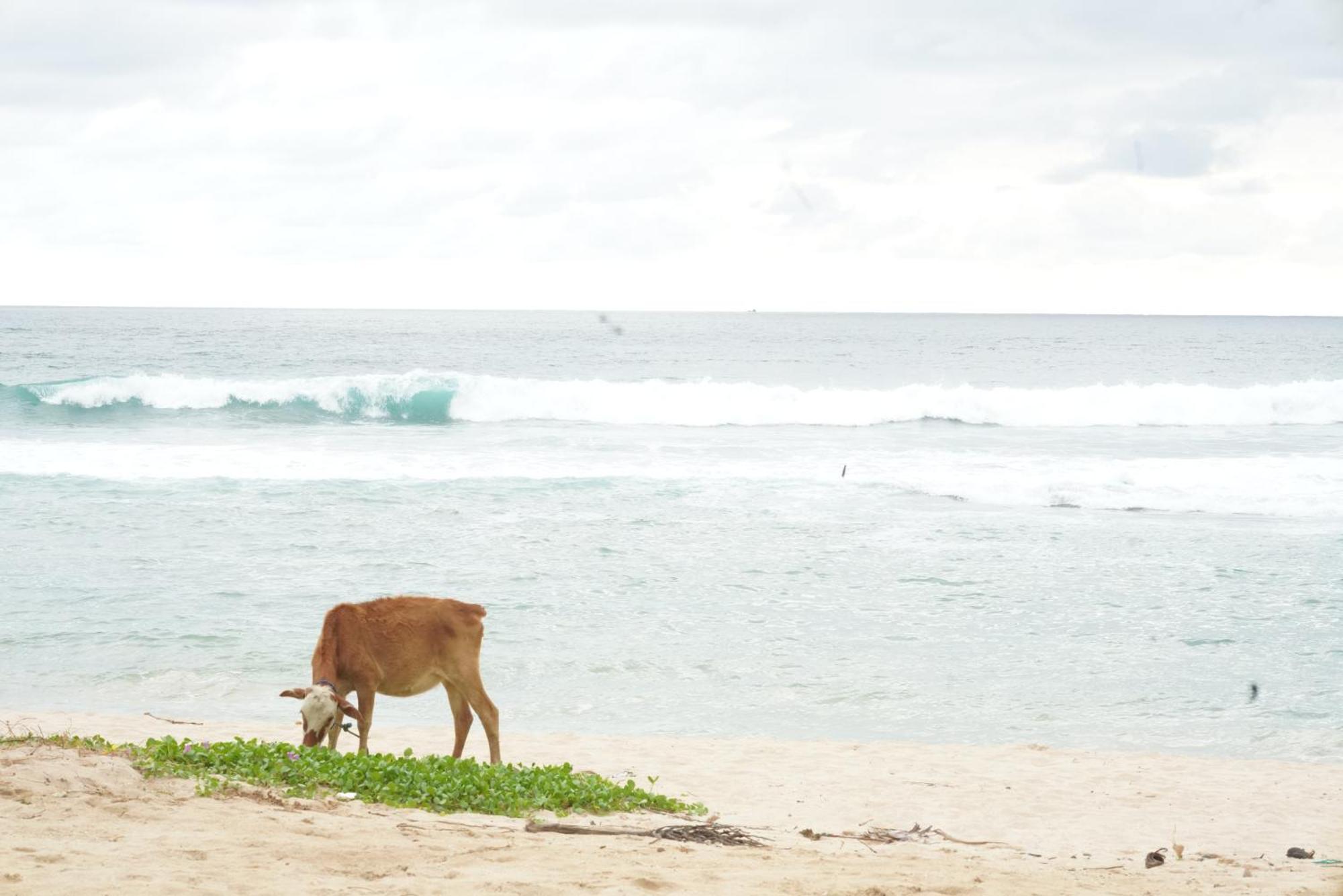 Surf Orchid Villa Weligama Bagian luar foto